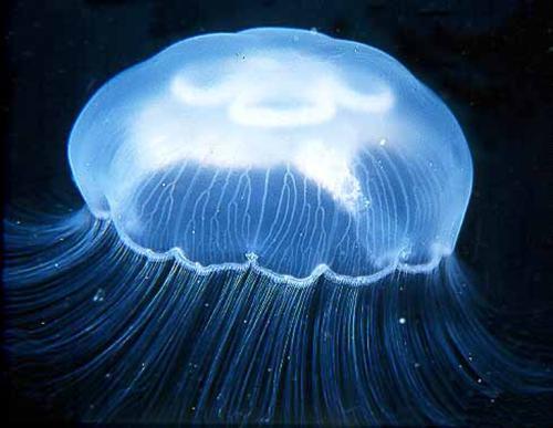 千只水母“太空旅行”，繁殖到6万只后回家，科学家发现一些怪事