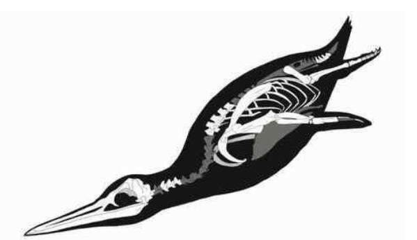 史前生物大揭秘，巨型企鹅可达一米五，巨蟒可吞噬恐龙