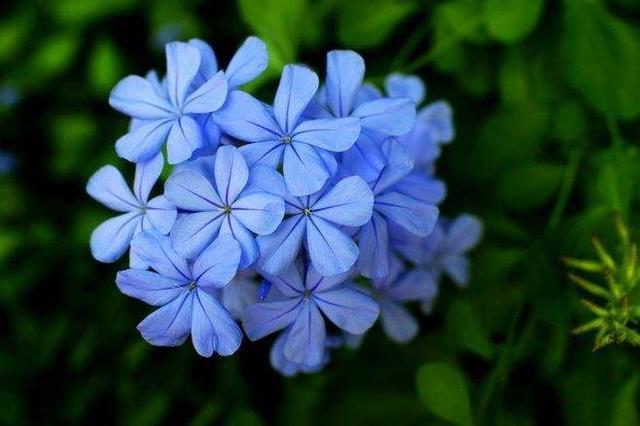 春夏一种花，花朵都是蓝色的，每次盛开一大片，养在阳台格外显眼