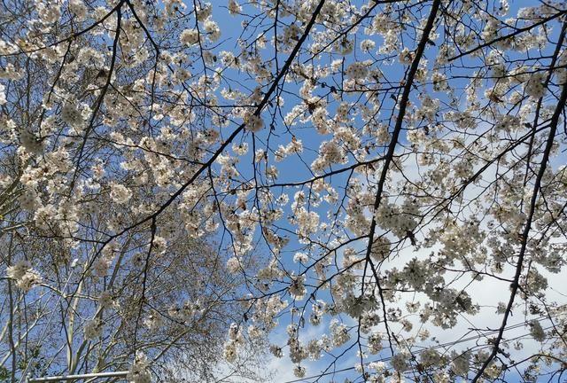 郑州碧沙岗公园的海棠花开了，带着荣耀20 Pro去逛一逛