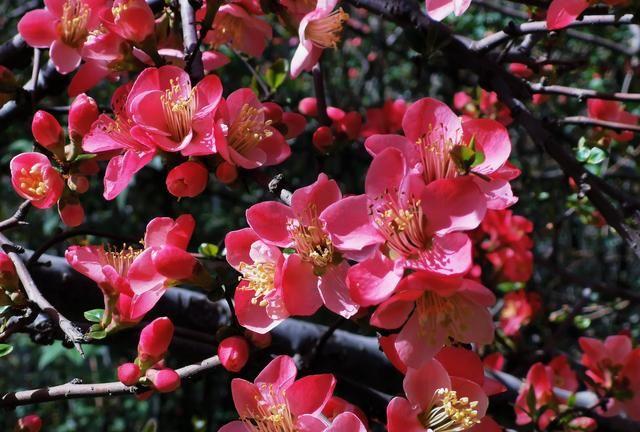郑州碧沙岗公园的海棠花开了，带着荣耀20 Pro去逛一逛