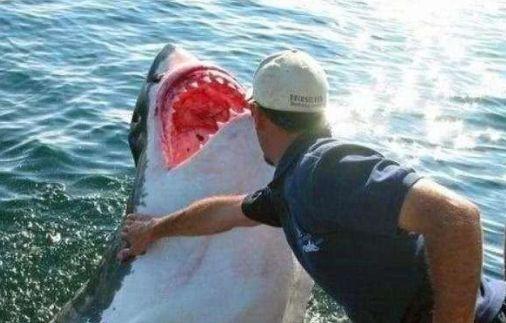 男子出海捕鱼救了一条受伤鲨鱼，为了报恩却让男子哭笑不得！