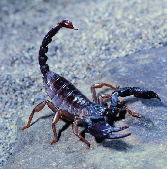 蝎子的祖先是谁？科学家提到一种远古生物，比恐龙还久远