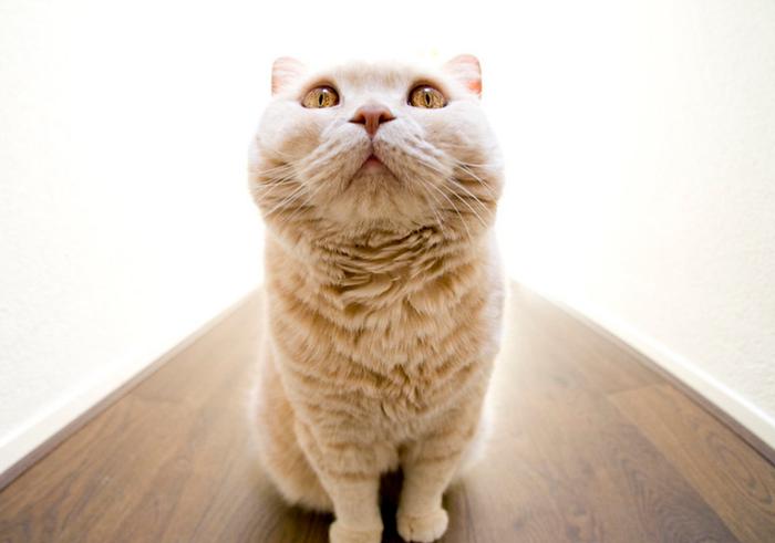 英国短毛猫的5个缺点，“遗传病”最麻烦，劝你养其它猫吧！