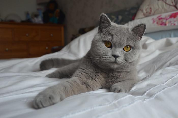 英国短毛猫的5个缺点，“遗传病”最麻烦，劝你养其它猫吧！