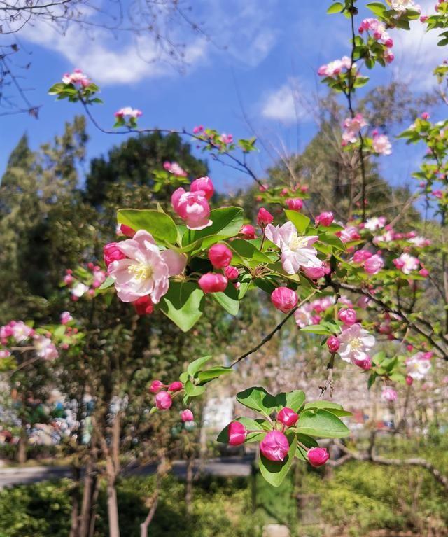 郑州碧沙岗公园的海棠花开了，带着荣耀20 Pro去逛一逛