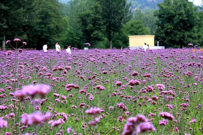 西安周边游推荐 开启踏青出游季 邀您4月免费游秦岭江山风景区