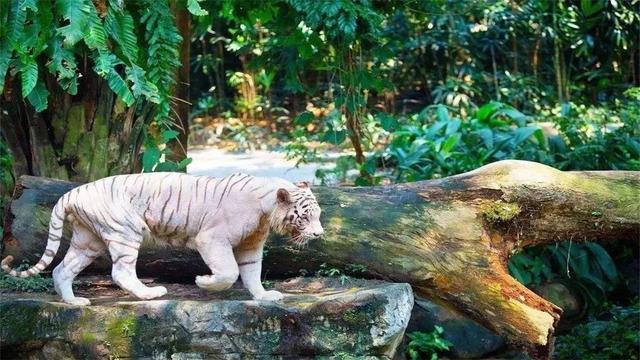 亚洲的一处“开放”动物园，不用笼子圈禁动物，而选择放养模式