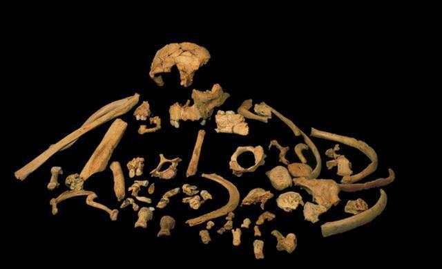 80万年前的“先驱人”，可能是我们与尼安德特人共同祖先的近亲