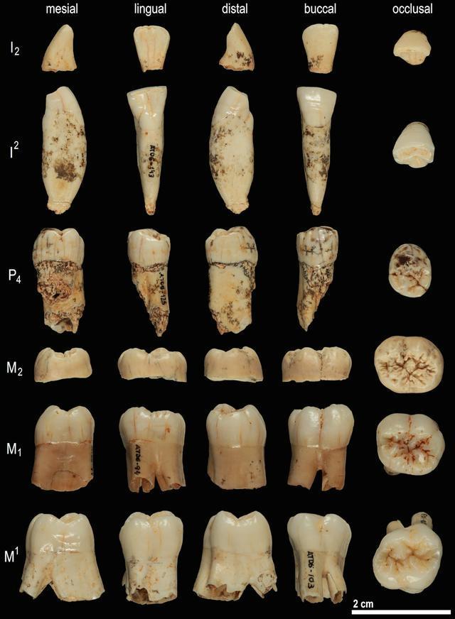 80万年前的“先驱人”，可能是我们与尼安德特人共同祖先的近亲