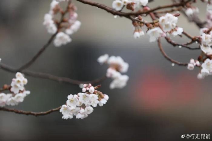 昆嵛十里樱桃谷，花不醉人人自醉