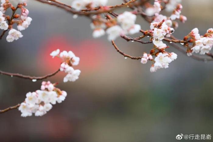 昆嵛十里樱桃谷，花不醉人人自醉