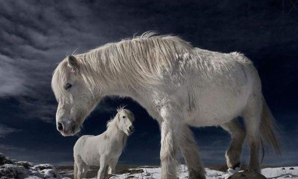 世界上“血统最纯”的马，只能在冰岛生存，比汗血宝马还宝贵！