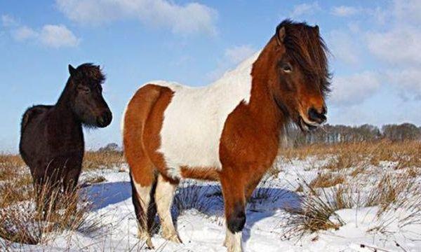 世界上“血统最纯”的马，只能在冰岛生存，比汗血宝马还宝贵！