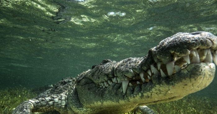 世界十大巨型鳄鱼排行榜！湾鳄体重超1600公斤，曾吞食上千日军