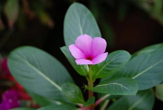 养一盆长春花，感受“单层花”的魅力，每次开花都能爆盆