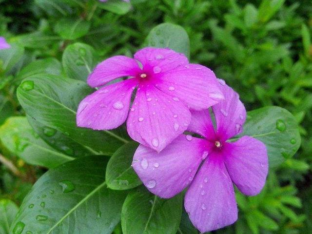 养一盆长春花，感受“单层花”的魅力，每次开花都能爆盆