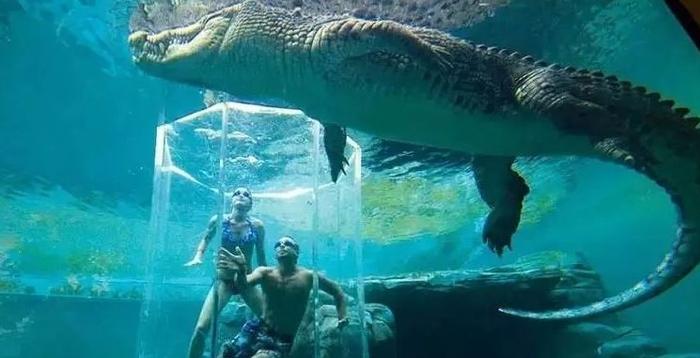 世界十大巨型鳄鱼排行榜！湾鳄体重超1600公斤，曾吞食上千日军