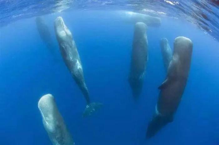 抹香鲸为什么要垂直睡眠? 在远处看就像巨石阵