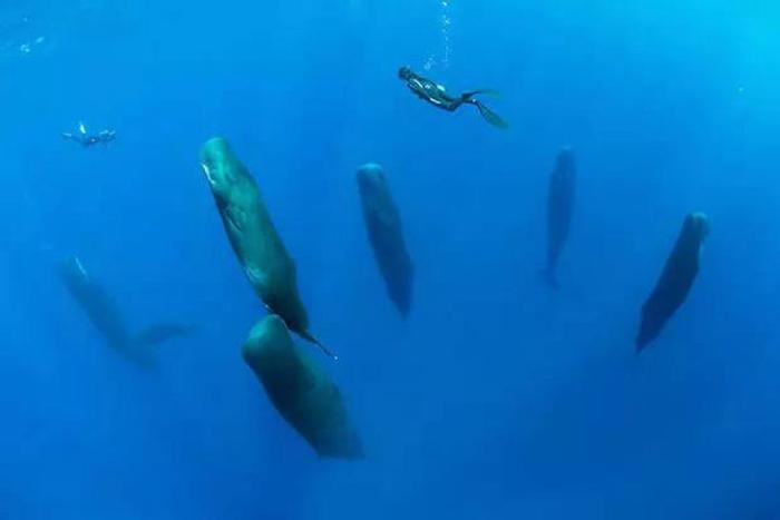 抹香鲸为什么要垂直睡眠? 在远处看就像巨石阵