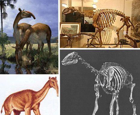 地球上10大远古巨兽, 第一巨猿高3米多, 第八溪龙在中国发现