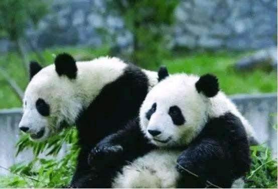 租不到大熊猫怎么办？印度人：没关系，我们可以自己造！