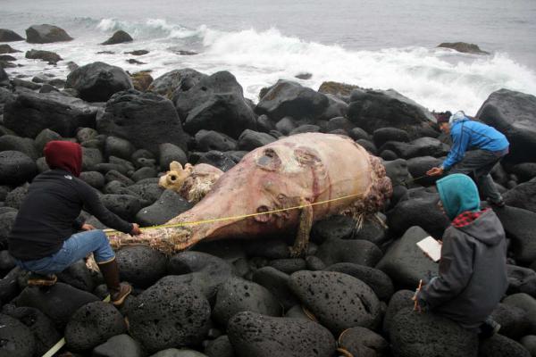 海滩惊奇发现一条白色尸体，调查过后竟是未知物种鲸鱼