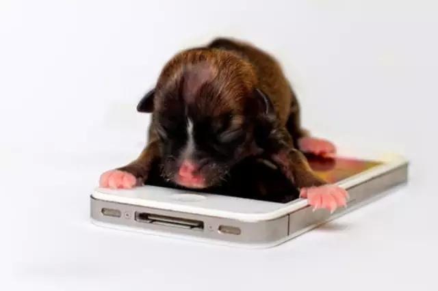 世界上最小的狗狗品种，不单可爱还超有个性的！