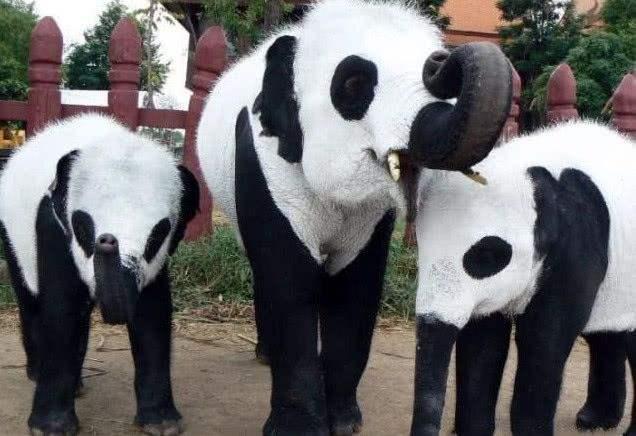租不到大熊猫怎么办？印度人：没关系，我们可以自己造！