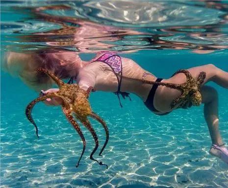 这里的章鱼喜欢吸附比基尼美女身上，深海与人共舞