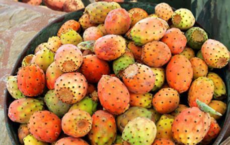 火龙果是仙人掌的果实吗 仙人掌果实和火龙果的区别