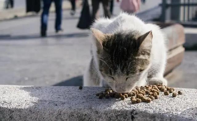 土耳其一城被誉为猫咪天堂，专门给猫起名铸雕塑