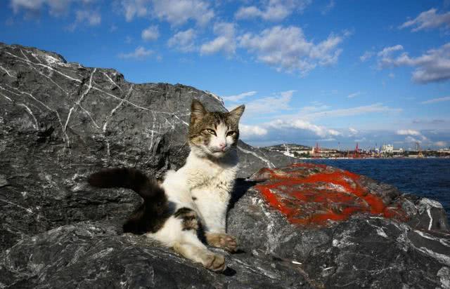 土耳其一城被誉为猫咪天堂，专门给猫起名铸雕塑