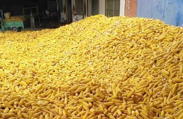 18亩地玉米卖了1万8，净利润7-8千，今年还能继续种植玉米吗？