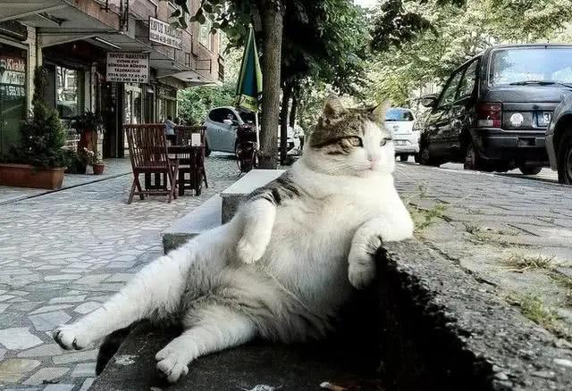 土耳其一城被誉为猫咪天堂，专门给猫起名铸雕塑