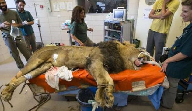 狮王被迫接受肿瘤摘除术，动刀拽舌头各种“折磨”后狮子懵圈了