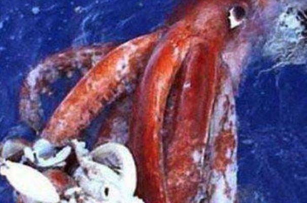 深海4000米发现海怪，身长超过20米，与抹香鲸搏杀的深海巨怪
