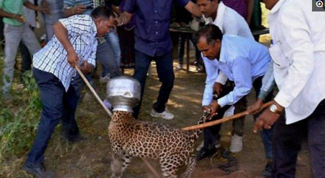 一头傻傻的豹子跑到村里撒泼，在它喝水的时候却发生了这种意外！
