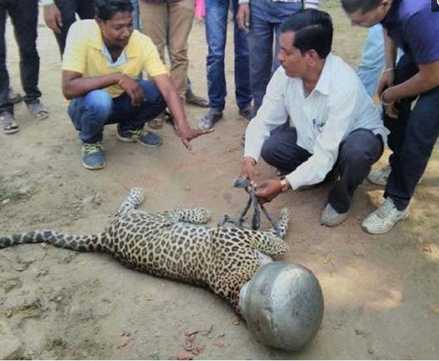 一头傻傻的豹子跑到村里撒泼，在它喝水的时候却发生了这种意外！