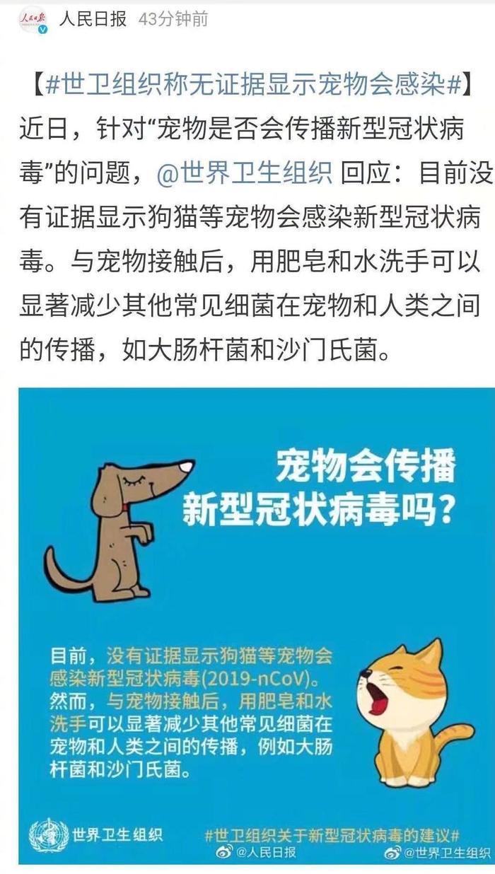 人猫情未了！蓝猫被困武汉家中73天，独自顽强求生演绎蓝色生死恋