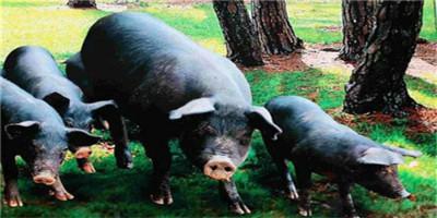 落实恢复生猪生产扶持政策 溧阳出台五项举措