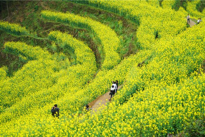 婺源篁岭的春天，梯田油菜花漫山遍野盛放