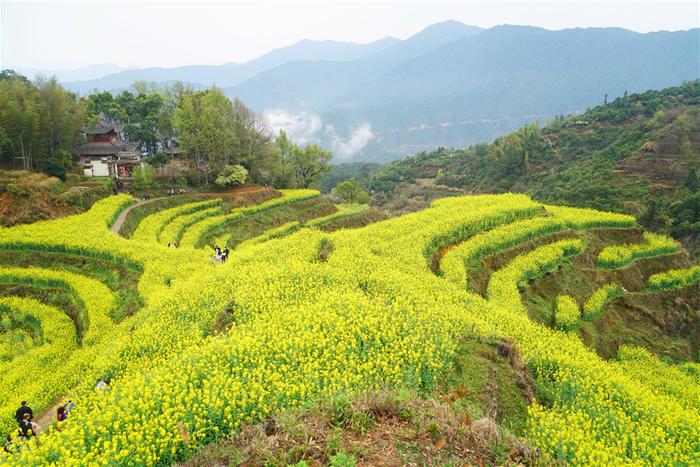 婺源篁岭的春天，梯田油菜花漫山遍野盛放