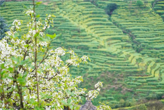 婺源篁岭的春天，梯田油菜花漫山遍野盛放