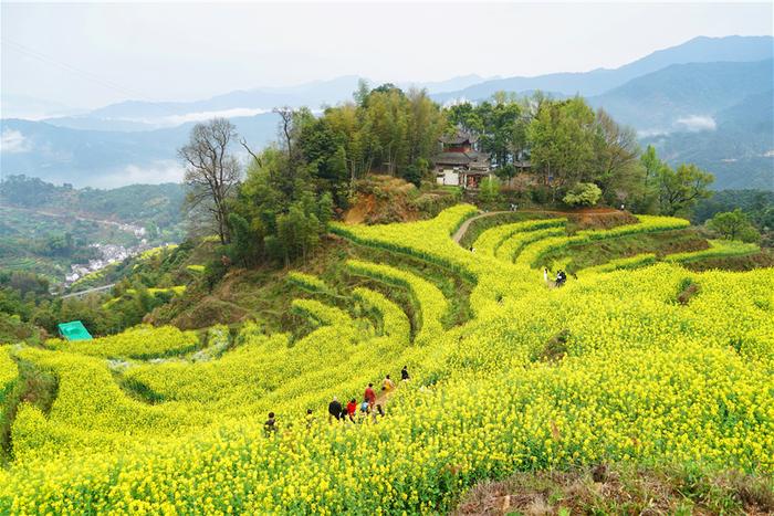 婺源篁岭的春天，梯田油菜花漫山遍野盛放