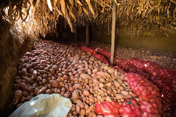 农村夫妻包地秧苗种红薯，挣钱模式令人意外