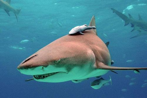 大海里的鲨鱼如果消失了，会给海洋造成什么样的严重后果？