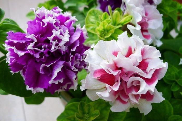 喜欢养护花卉，就选“5款花”，花大色艳数量多，开花爆盆真漂亮