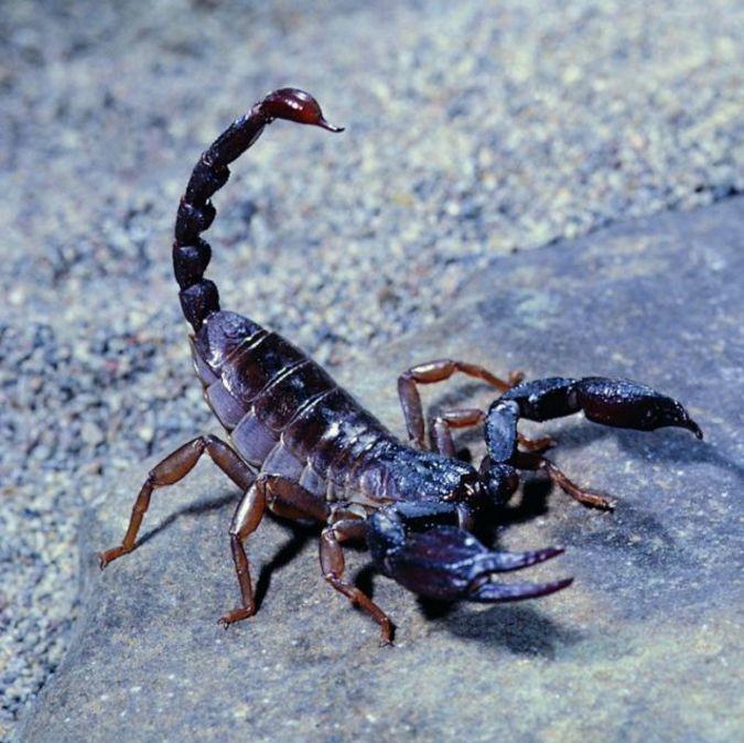 这种生物是世界十大毒王之一，一旦碰到它，只有死路一条