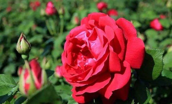 新手养花，不如养盆花中精品“布里顿玫瑰”，高贵艳丽